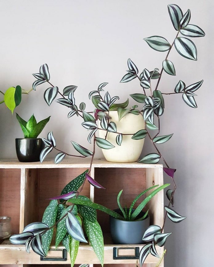 tradescantia