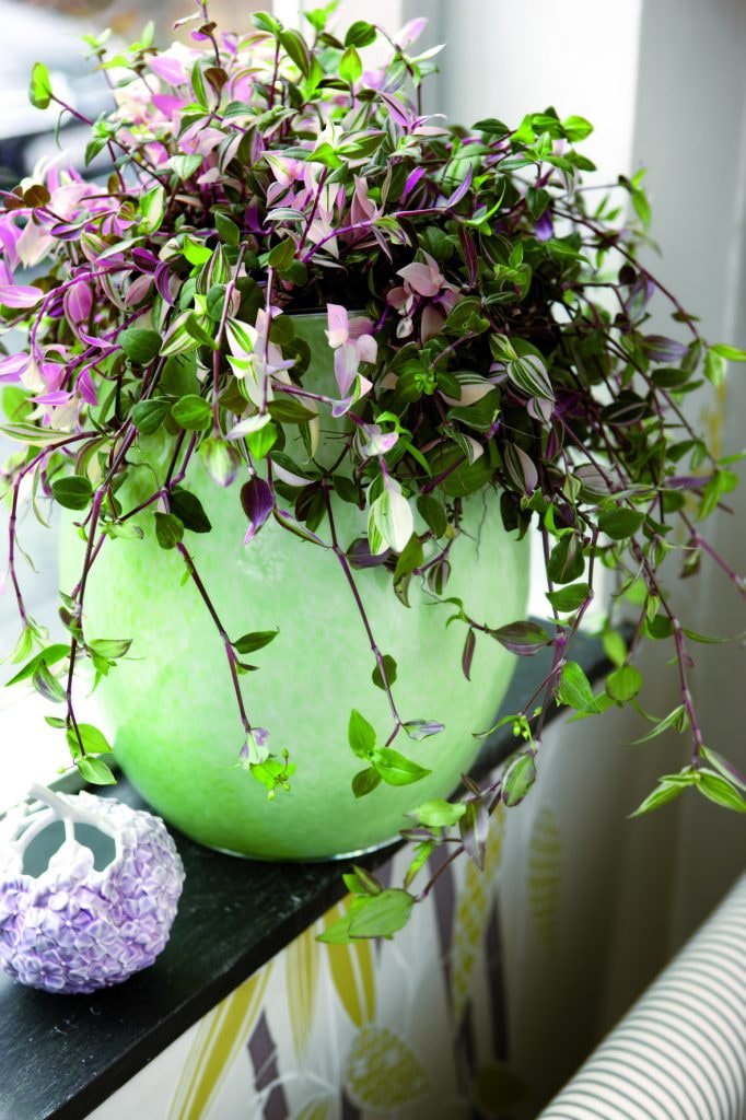 tradescantia