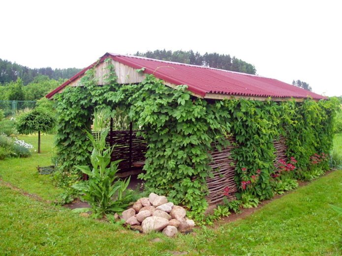 Озеленяване на беседката с грозде