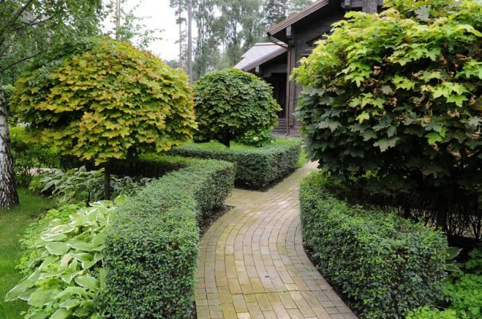 Жив плет от cotoneaster lucidus