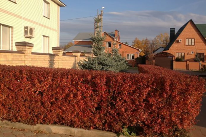 Жив плет от cotoneaster lucidus през есента