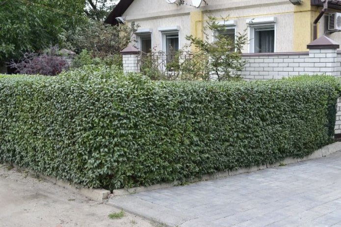 Жив плет с арка