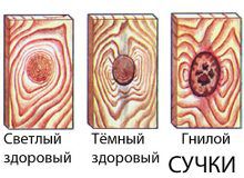 Чорні сучки