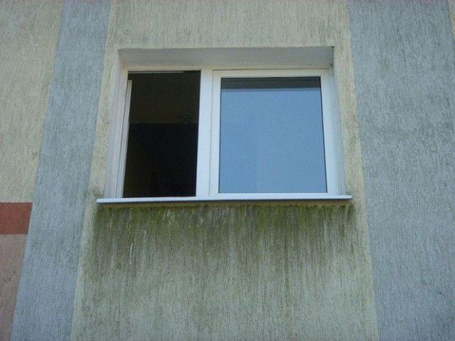 Грибок на фасаді