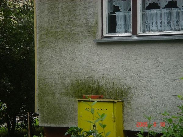 Цвіль на фасаді